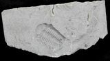 Eldredgeops Trilobite Impression/Negative - New York #25350-1